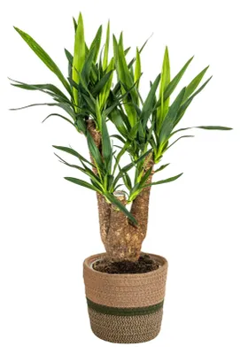 Imagen del producto de Yucca elephantipes en maceta, planta de interior de fácil cuidado, de 60 a 70 cm de altura