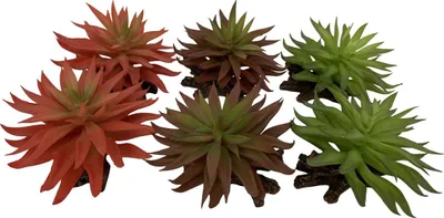 Produktbild von Terra Della Terrarium Dekoration Sedum