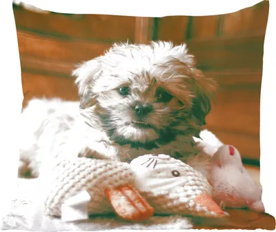 Produktbild von MuchoWow® Zierkissen Sofakissen Wohnzimmer Dekokissen 45x45 cm Ein Shih Tzu-Hund, der auf dem Boden kuschelt - Schlafpolster - Polster für das Sofa