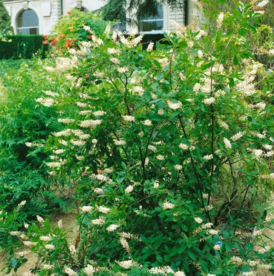 Produktbild von Clethra alnifolia, Scheineller, weiß, 40–60 cm