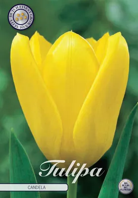 Artikelbild 2 von 'Tulpe Candela (10 Stück)' aus der Kategorie Tulpenzwiebeln