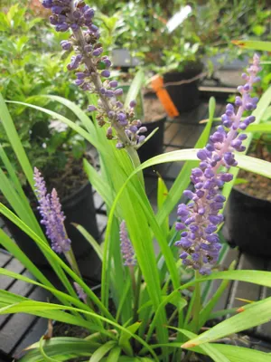 Produktbild von Liriope muscari Moneymaker - Glöckchenentraube - Lilientraube