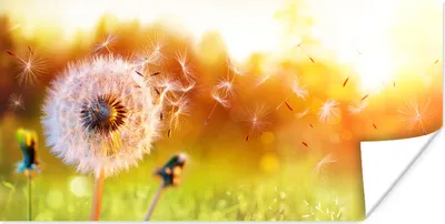 Produktbild von MuchoWow® Poster Löwenzahn - Saatgut - Frühling 160x80 cm - Foto Poster