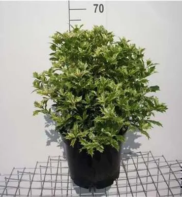 Zdjęcie produktu dla Osmanthus het. 'Goshiki' ('tricolor') - kolczasto-petaliczny pachnący kwiat 40-50 cm - pojemnik