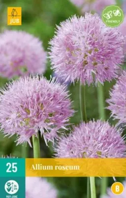 Produktbild von [STREICHUNG 2025] Allium Roseum (25 Stück) | Zierlauchzwiebeln von Jub Holland