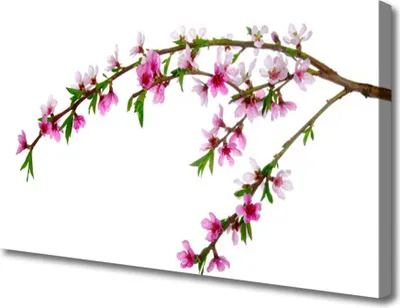 Produktbild von Tulup Leinwand-Bilder 100x50 Wandbild Canvas Kunstdruck Zweig Blumen Natur