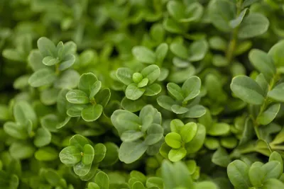 Produktbild von Buxus sempervirens 'Herrenhausen', Buchsbaum, immergrün, 40–50 cm