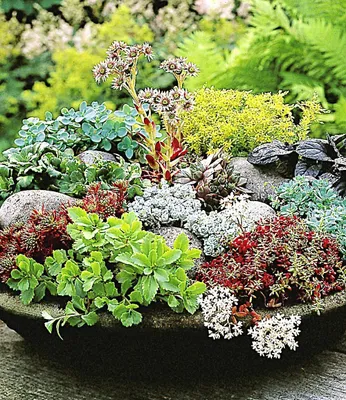 Produktbild von BALDUR Garten 6er Winterharte Sedum-Mischung, Pflanzen im 9x9 cm-Topf, Fetthennen Hauswurz Stauden Sortiment, winterharte mehrjährige Stauden, trockenresistent, pflegeleicht, Wasserbedarf gering