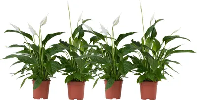 Produktbild von Friedenslilie - Einblatt - 4 Stk - Spathiphyllum 'Lima' - Höhe 60-75cm - ⌀12cm