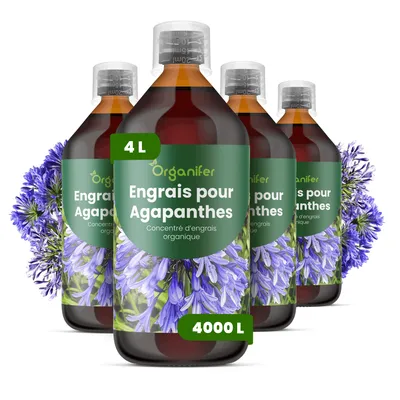 Produktbild von Agapanthus Flüssigdünger 4x1L – 2-1-8 NPK – Flüssigdünger Für Blühpflanzen – Für Üppige Blüten & Blätter – Organifer