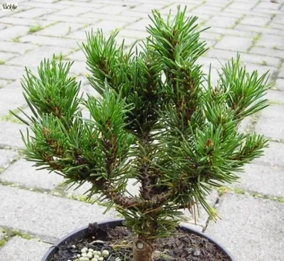 Produktbild von Pinus contorta Spaan's Dwarf - Zierliche Drehkiefer - 25-30