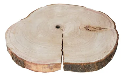 Produktbild von 31x3cm Baumstammscheibe Baumscheibe