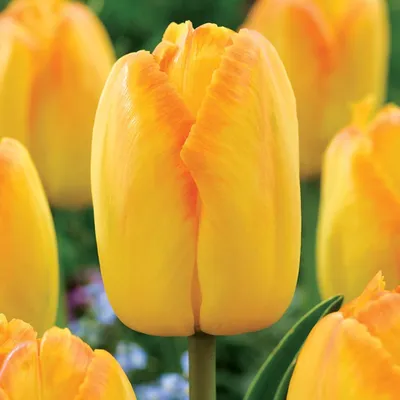 Obrázok produktu pre Tulipány Cibuľky Cibuľky Kvety Darwin Tulipán Žltá pýcha 5 ks.