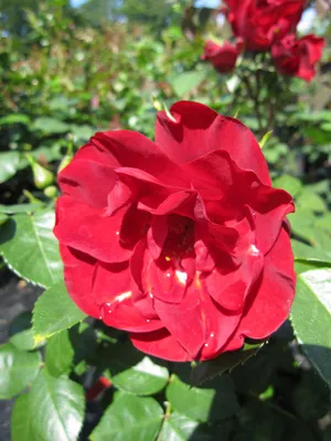 Produktbild von Strauchrose Paprika® - Rosa Paprika® - Tantau Rose