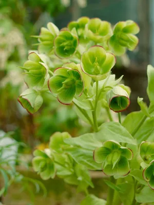 Zdjęcie produktu dla Helleborus foetidus 'Wester Flisk', ciemiernik, zielony, doniczka ok. 11x11 cm