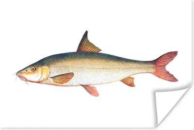 Produktbild von MuchoWow® Poster Fisch - Realismus - Hai 90x60 cm - Schlafzimmer