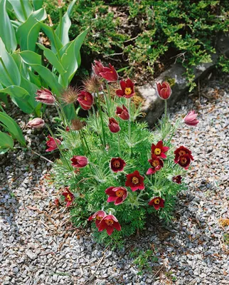 Produktbild von Pulsatilla vulgaris 'Rubra', Küchenschelle, rot, ca. 9x9 cm Topf