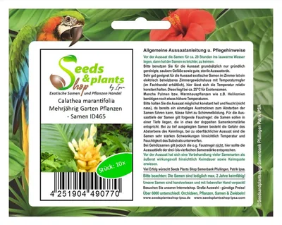 Produktbild von 10x Calathea marantifolia Mehrjährig Garten Pflanzen - Samen ID465