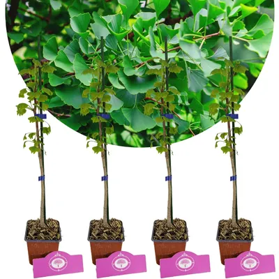 Obrázek produktu pro Sada 4 japonských ořešáků - Ginkgo biloba - výška 60 cm - květináč 9 cm