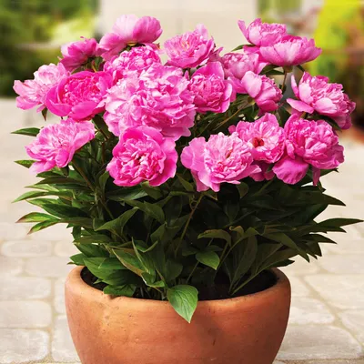 Zdjęcie produktu dla Paeonia Piwonia sadzonka Patio Rome 1 szt Piwonie sadzonki Pachnąca