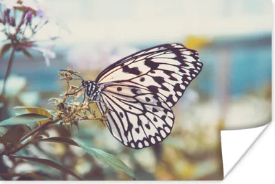 Produktbild von MuchoWow® Poster Schmetterling - Blumen - Frühling 180x120 cm - Fotoplakat