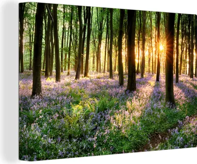 Produktbild von OneMillionCanvasses® - Leinwandbilder - 150x100 cm, Wald - Blumen - Lavendel - Sonne - Lila - Natur, Wandbilder Kunstdruck Wanddekoration - Foto auf Leinwand - Gemälde auf