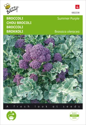 Produktbild von Brokkoli Summer Purple | Brokkolisamen von Buzzy Seeds