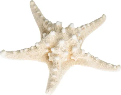 Produktbild von NaDeco Protoreaster nodosus 10-15 cm, Noppenseestern weiß, Deko, Naturprodukt für Schale, Regal und maritime Tischdekoration