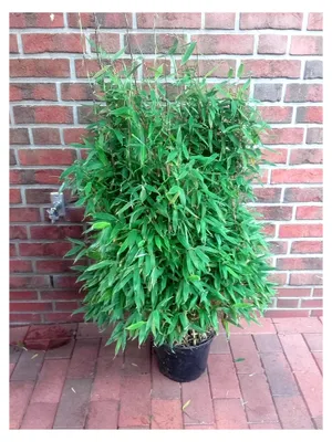 Produktbild von Bambuspflanze, Höhe: 120-130 cm, Fargesia murielae Jumbo, winterhart, buschig + Dünger