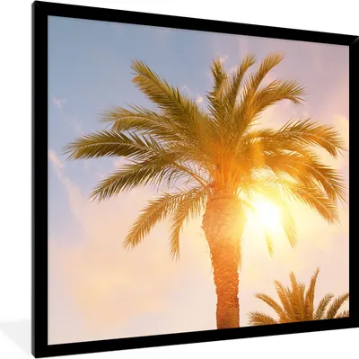 Produktbild von MuchoWow® Gerahmtes Poster Palme - Sommer - Sonne - Tropisch 40x40 cm - Poster mit Schwarzem Bilderrahmen Wandposter Rahmen Foto Bilder - Mit Rahmen - Wanddekoration Schlafzimmer