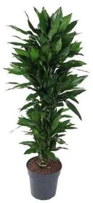 Immagine prodotto di Dracaena Janet Lind, fusto di diametro 31 cm, altezza da 130 cm