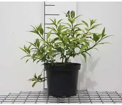 Image de Forsythia hybr. 'Maree d'or'® ('courtasol'®) - Glycine d'or conteneur 25- 30 cm
