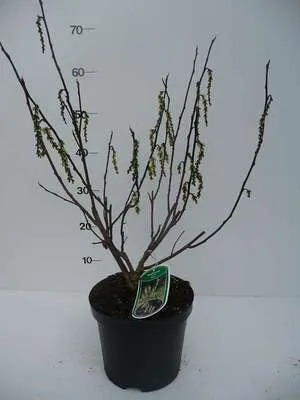 Produktbild von Stachyurus chin. 'Celina' - Chinesischer Perlschweif 40- 50 cm - Container