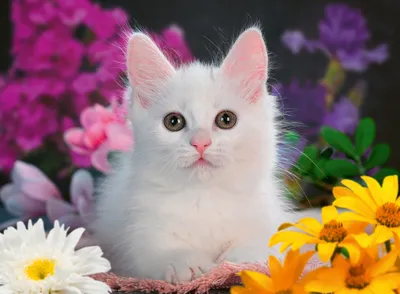 Produktbild von Glitzerkatze Ravensburger 13358
