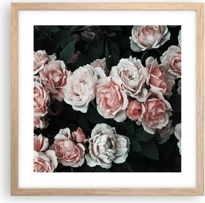 Produktbild von Gerahmtes Poster - Rahmen in heller Eiche - Rosen Blumen Blätter - 40x40 cm - Wand Bild - Wanddeko - Wandbilder - Kunstposter - Wandposter - Bilderrahmen - Bilder - Kunstdruck - P2NAC40x40-4760