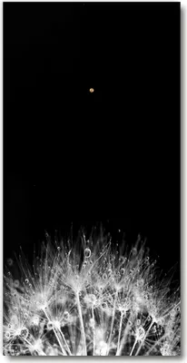 Produktbild von Wanduhr aus Glas – 30x60 cm - Glasbild - Glasuhr - Gehärtetes Glas -Löwenzahnsamen