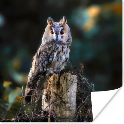 Produktbild von MuchoWow® Poster Eule - Herbst - Vogel - Äste 50x50 cm - Wohnzimmerdekoration