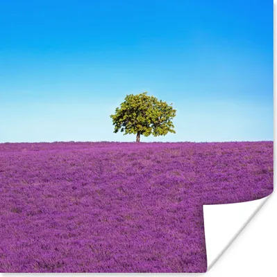 Produktbild von MuchoWow® Poster Baum - Lila - Himmel - Lavendel 100x100 cm - Babyzimmer
