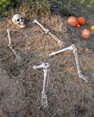 Produktbild von 5-tlg. Kunststoff Skelett als Halloween Deko für den Garten