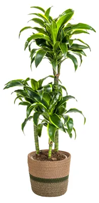 Productafbeelding van Dracaena Deremensis 'Dorado' Kamerplant met Mand 100-120cm