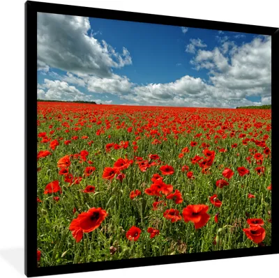 Produktbild von MuchoWow® Gerahmtes Poster Schneeweiße Wolken über einem Mohnblumenfeld 40x40 cm - Poster mit Schwarzem Bilderrahmen Wandposter Rahmen Foto Bilder - Mit Rahmen - Wanddekoration Schlafzimmer