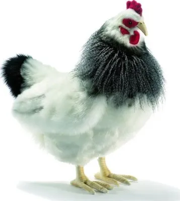 Produktbild von Hansa Plüsch Huhn Lakenfelder 39cm Realistisch Premium Deko Vogel Stofftier