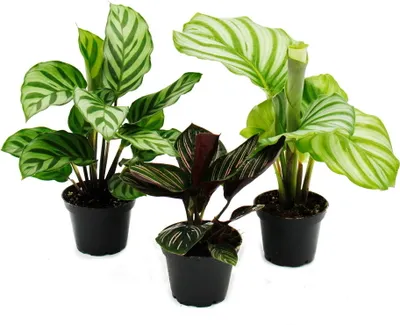 Produktbild von Schattenpflanzen 3er Set - mit ausgefallenem Blattmuster - Calathea - 7cm Topf - ca. 20cm hoch