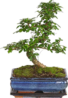 Bonsaibaume - Carmona microphylla - Hhe 20-30cm - 15cm