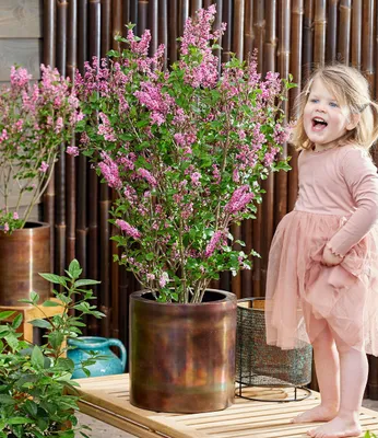 Produktbild von BALDUR Garten Zwerg Flieder 'Little Rosie®',1 Pflanze, Neuheit: wird nur ca. 125 cm hoch, ideale Nektarquelle für Bienen, winterharter, mehrjähriger Zierstrauch, kompakt, pflegeleicht