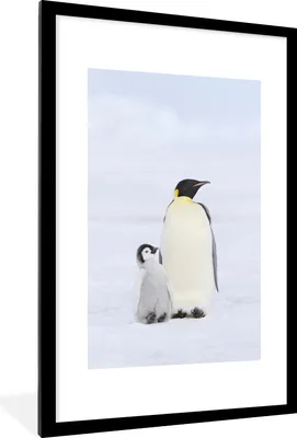 Produktbild von MuchoWow® MuchoWow® Gerahmtes Poster Pinguin - Schnee - Küken 60x90 cm - Poster mit zchwarzem Bilderrahmen - Dekoration - Wandposter Wohnzimmer - Hochwertig
