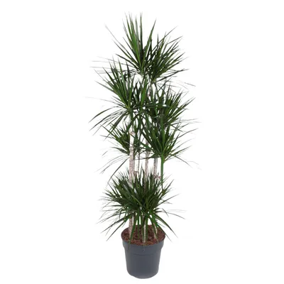 Produktbild von Everyplants Dracaena Marginata Carrousel - 190 cm, Ø 34 cm