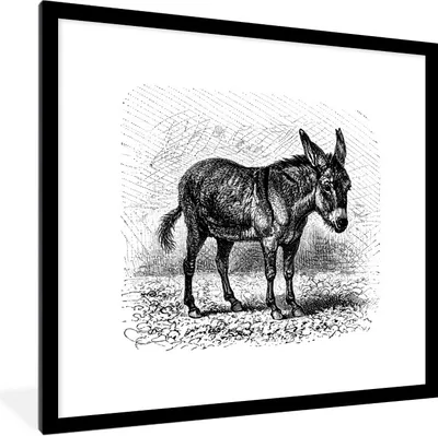 Produktbild von MuchoWow® Gerahmtes Poster Eine Illustration eines Esels 40x40 cm - Poster mit Schwarzem Bilderrahmen Wandposter Rahmen Foto Bilder - Poster - Plakat im Rahmen