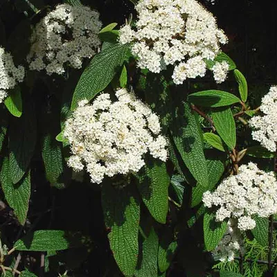 Obrázek produktu pro 2 x Vřesovec stálezelený (Viburnum rhytidophyllum) | 30-50 cm, v květináči