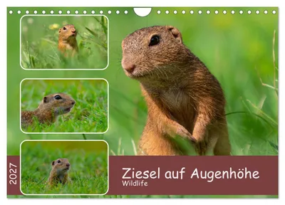 Produktbild von Ziesel auf Augenhöhe (Wandkalender 2027 DIN A4 quer), CALVENDO Monatskalender